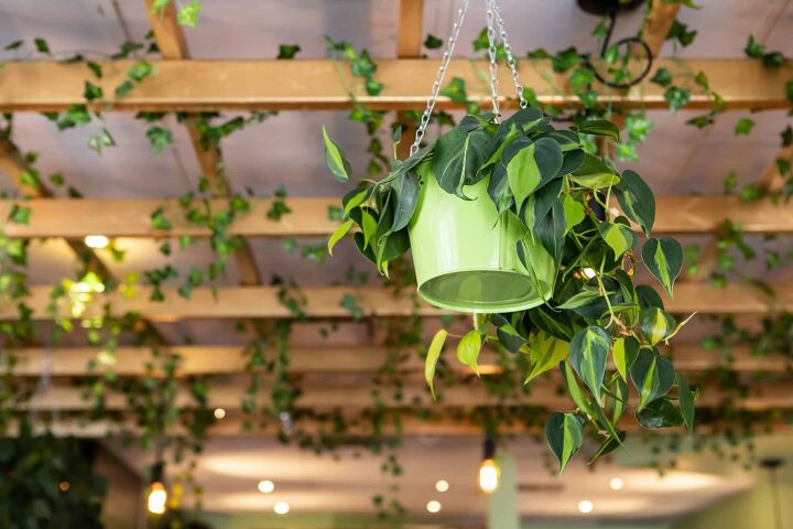 如何在不钻孔的情况下将植物挂在天花板上