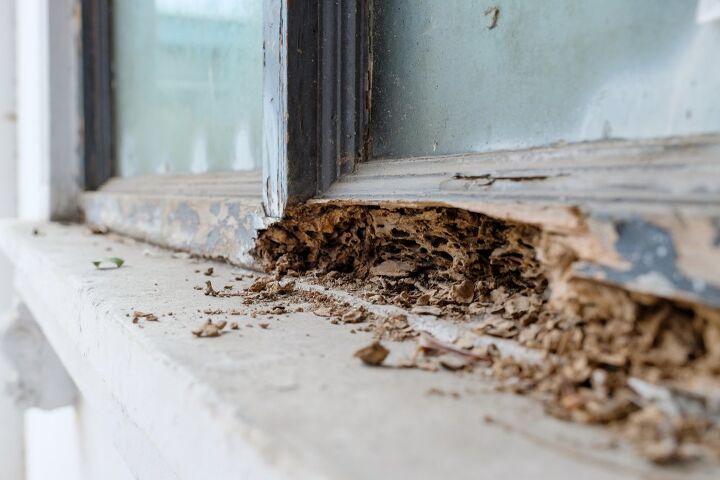 白蚁通常你应该怎样对待你的房子吗?