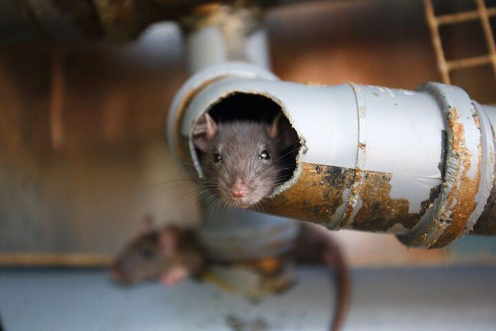 老鼠爬上排水管道吗