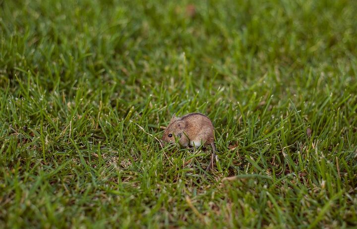 老鼠吃草吗?