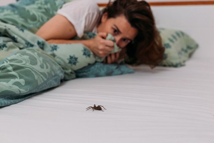 一只蜘蛛多长时间呆在你的房间吗