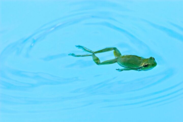 可以一只青蛙住在一个池多久