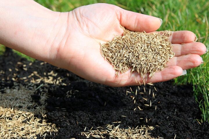 草籽能在土壤上发芽吗?